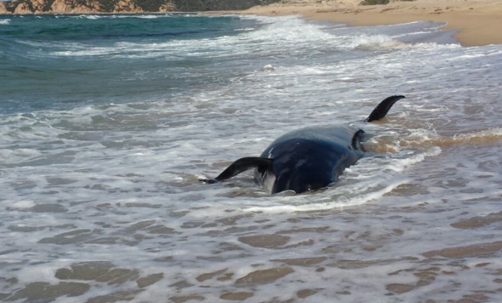 Aglientu: cucciolo di cetaceo trovato morto