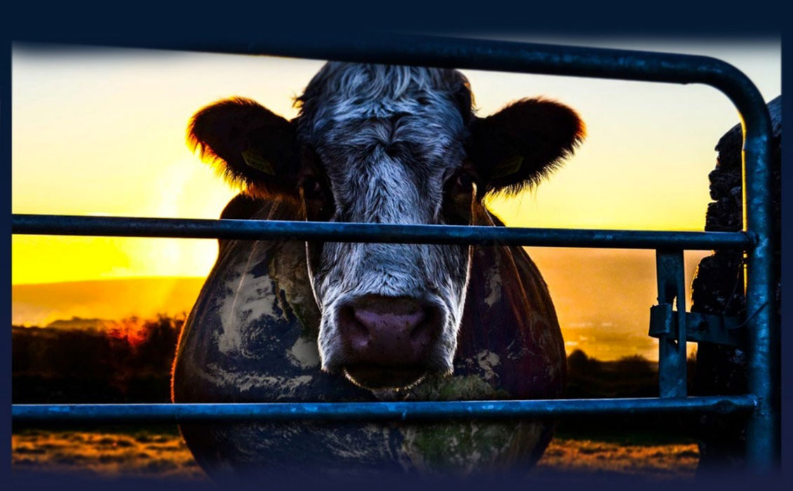 Olbia, carne e inquinamento: ecco la proiezione di Cowspiracy