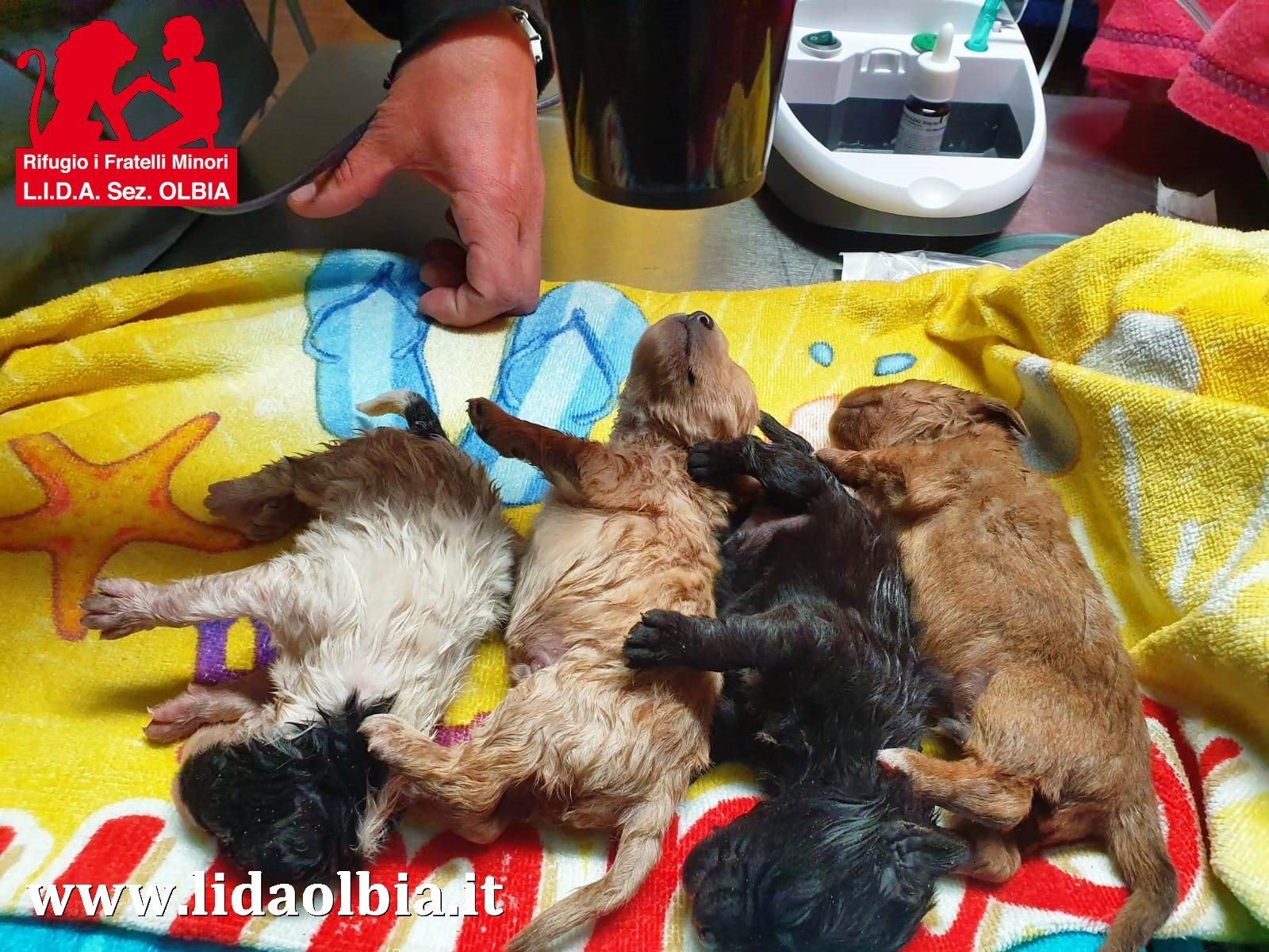 Orrore a Olbia: chiudono cuccioli in busta e li lanciano nel canale
