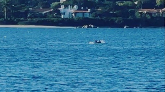 *VIDEO* Porto Cervo: 4 magnifici delfini giocano sull'acqua