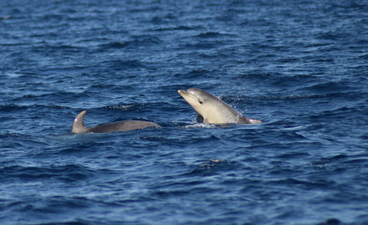 Golfo Aranci, tanti delfini: 58 esemplari censiti, 10 mamme con cuccioli