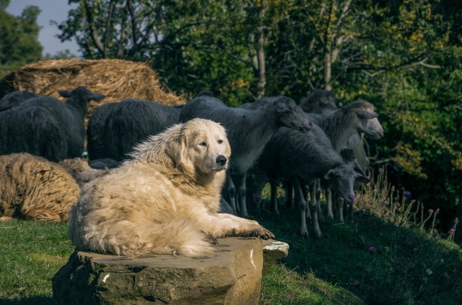 Spara al cane del vicino: allevatore denunciato