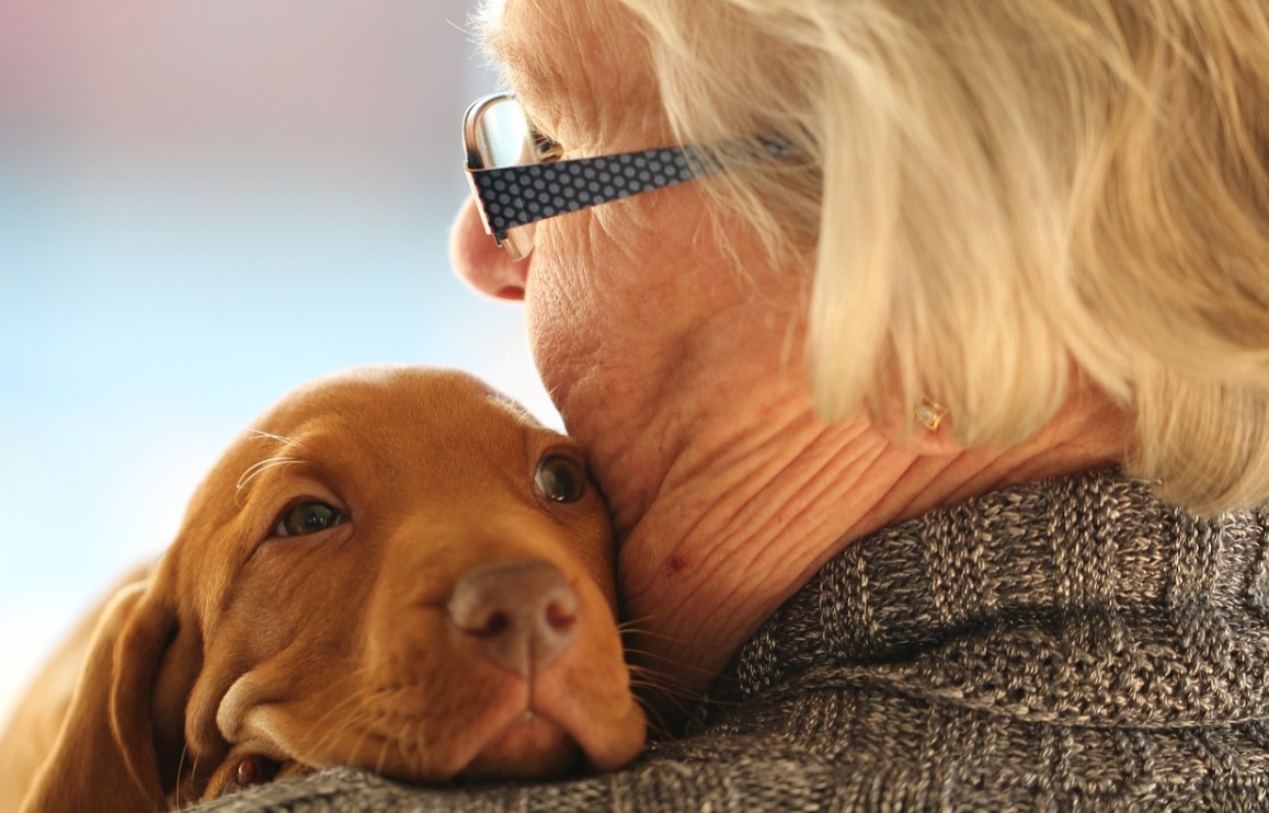 Sardegna: anche il cane  entra in corsia