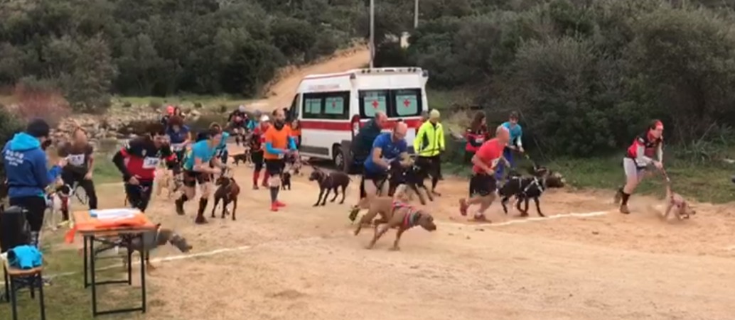 Canicross Olbia: grande sport in una splendida Gallura d'inverno