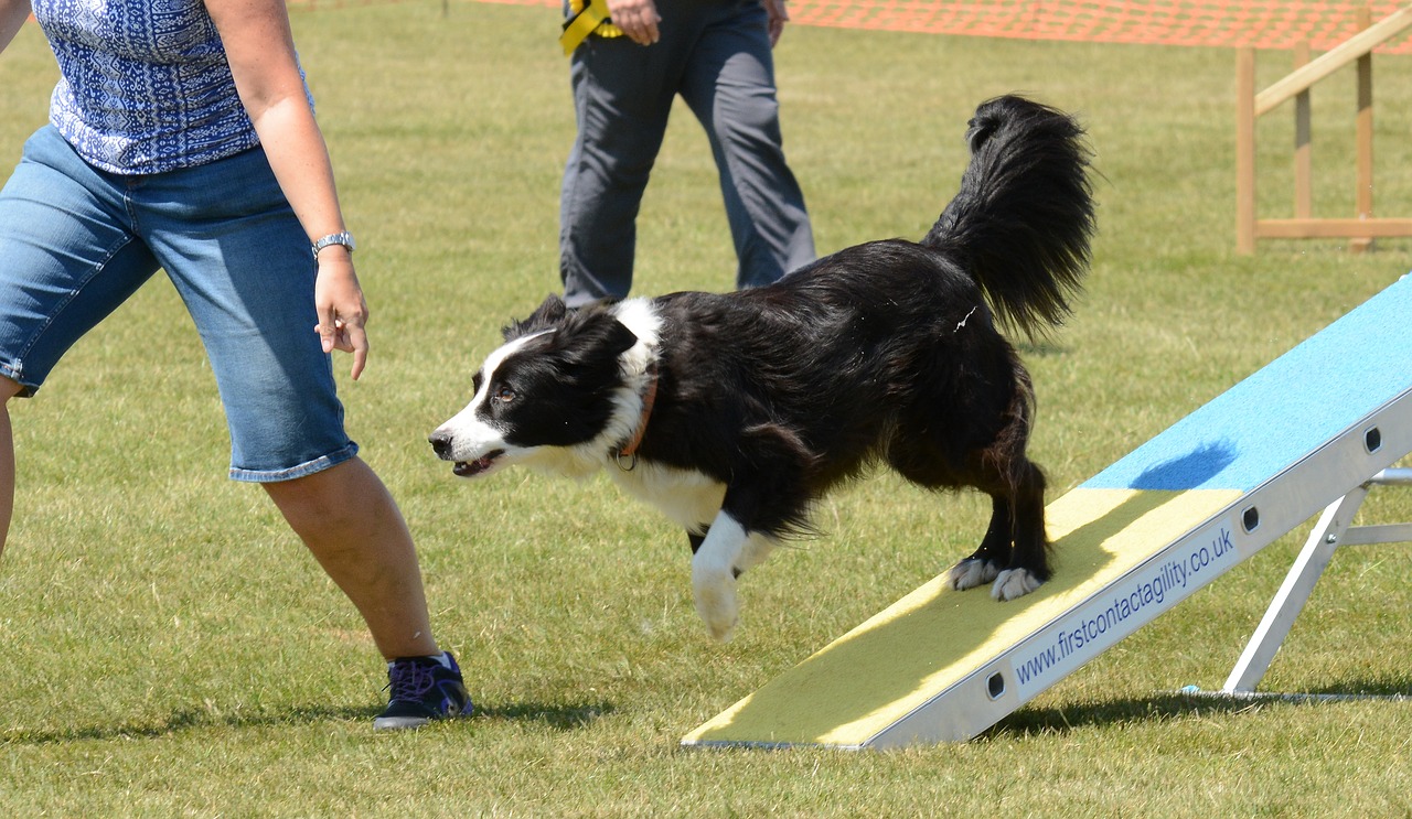 Olbia: lo spettacolo dell'Agility Dog arriva all'Aeroporto