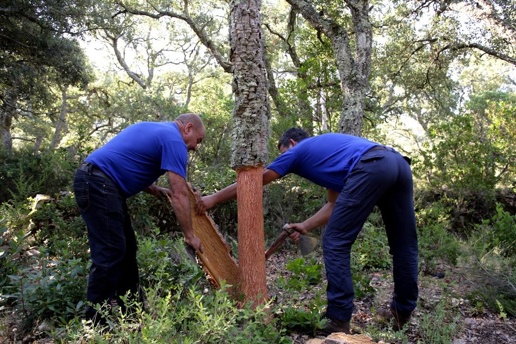 Olbia, la sicurezza nel settore del sughero diventa buona prassi nazionale