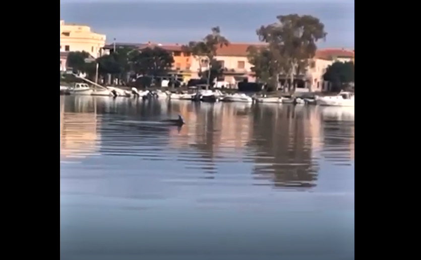 *VIDEO*Olbia: delfini alla Marina di Tilibbas