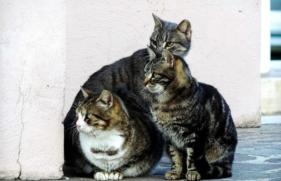 Sospetto avvelenamento colonia felina di 15 gatti