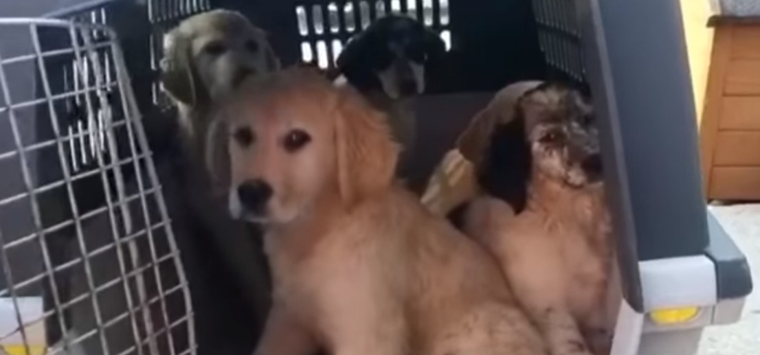 Olbia, Covid non ferma abbandoni: altri 6 cuccioli in canile