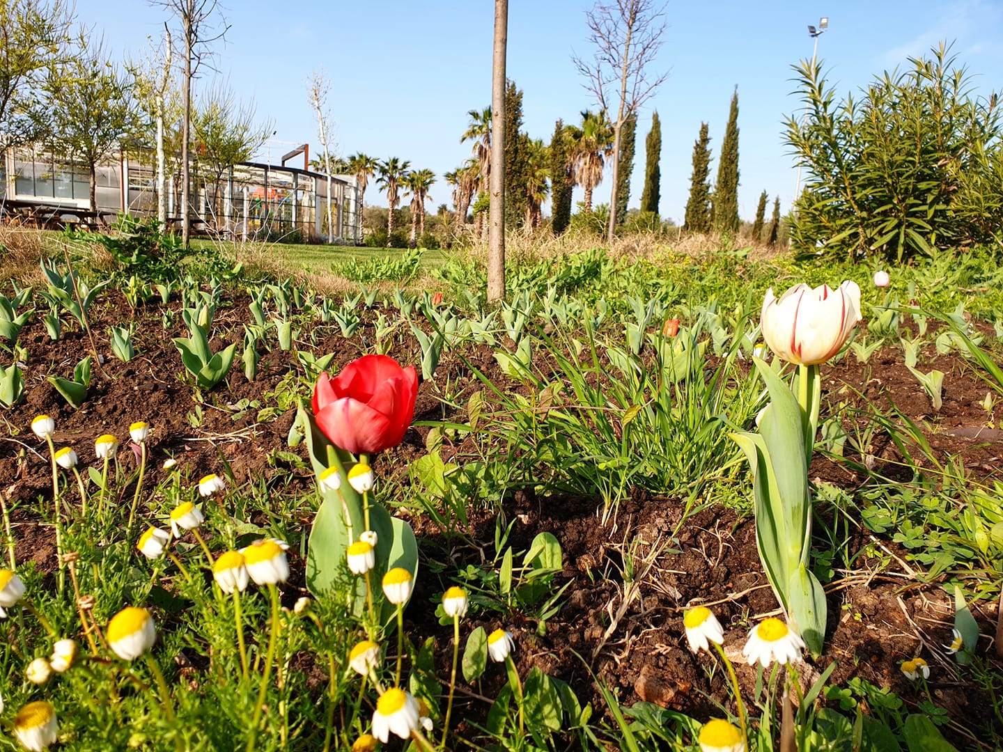 Nord Sardegna, Parco delle Farfalle: parte l'orto botanico