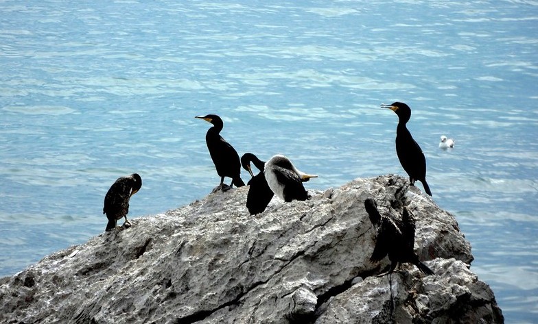 Sardegna, contenimento fauna selvatica: stanziato 1 milione di euro