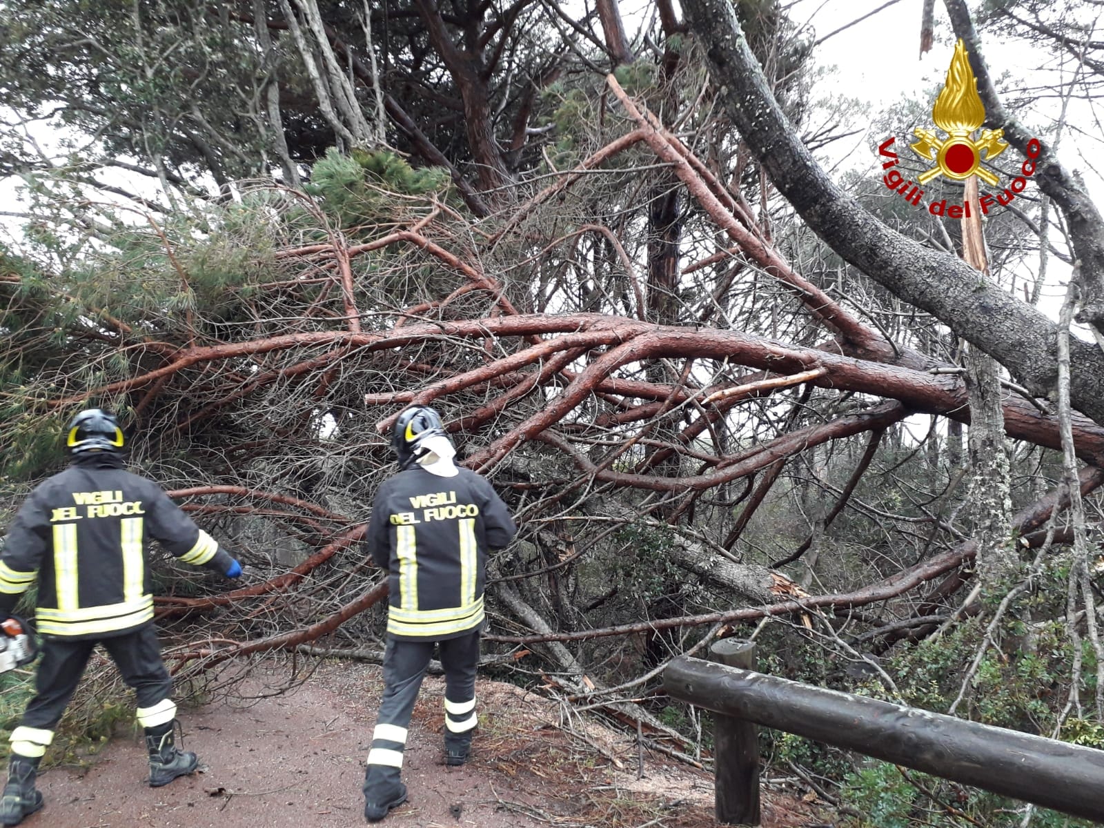 La Maddalena: albero sradicato dal vento a Caprera