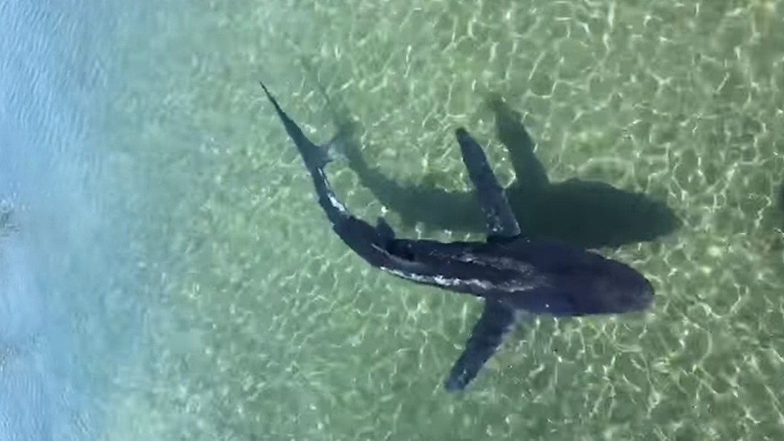 *VIDEO* Una verdesca a Cala Finanza: la bellezza della natura