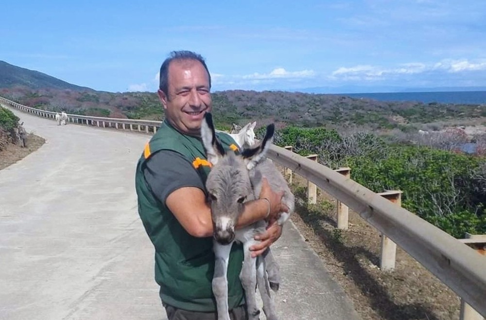 Nuovo arrivo all'Asinara: ecco il cucciolo di asinello