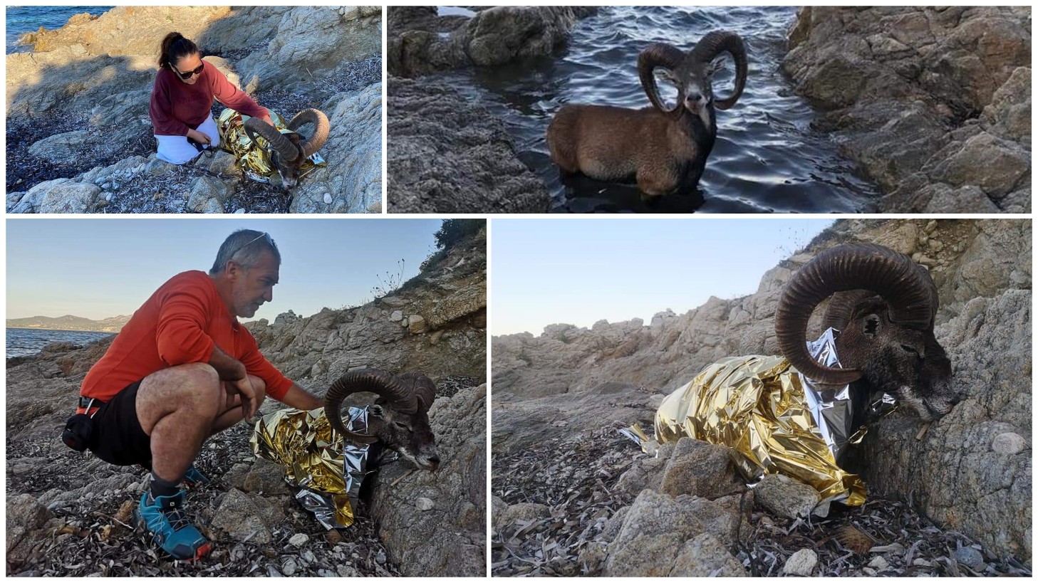 Golfo Aranci, muflone braccato da cane cade in acqua: volontari lo salvano