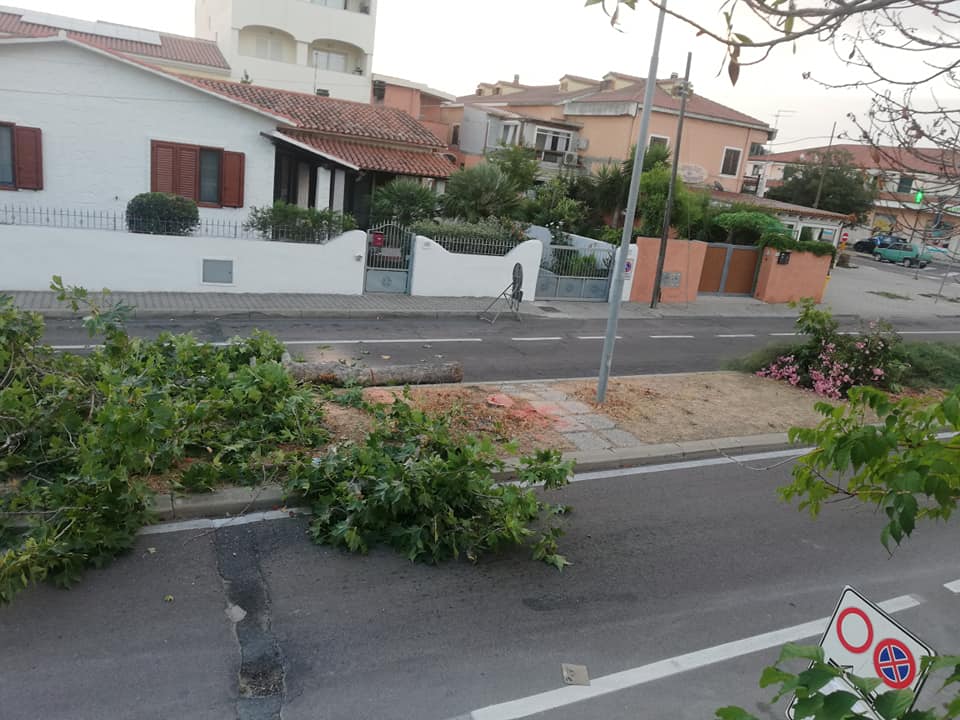 Olbia, taglio alberi in Via Imperia: la letterina di una bimba olbiese