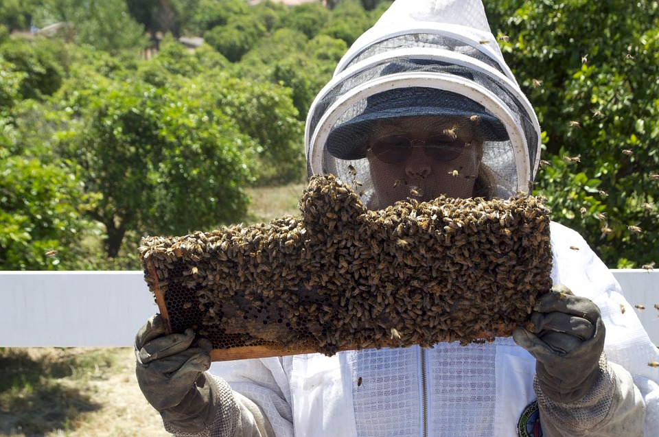 Gallura, apicoltori: ecco come nasce il miele più prezioso