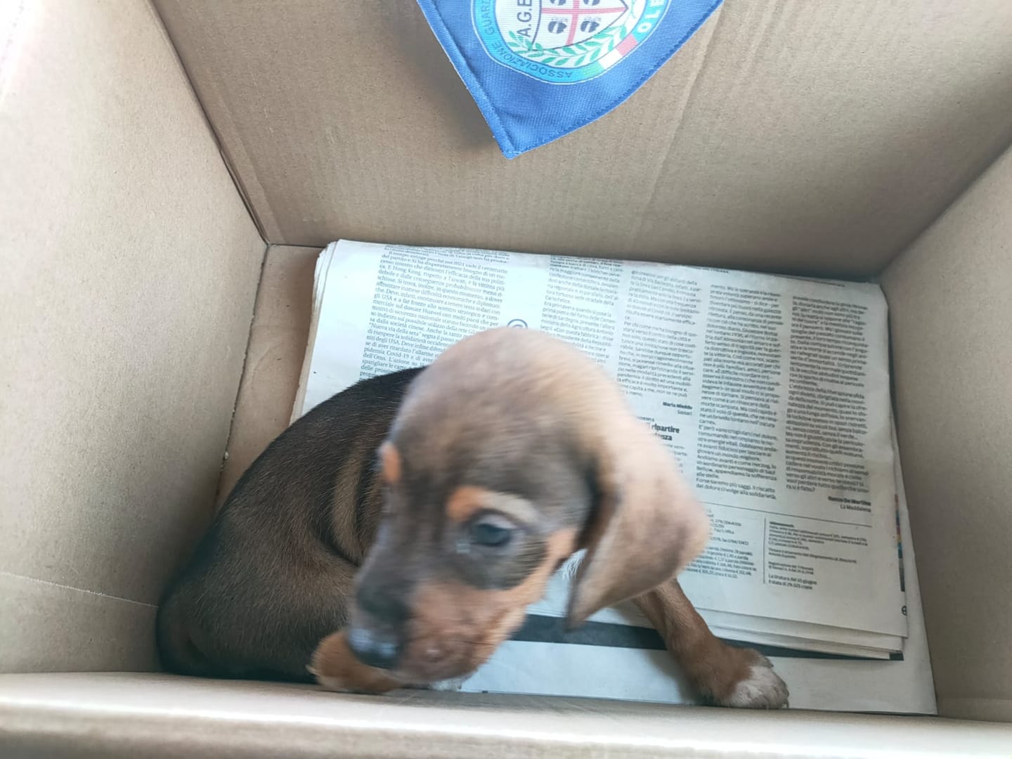 Olbia, cucciolo abbandonato dentro scatola: salvato in extremis