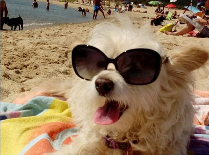 Olbia, dog beach: nuove regole da seguire post-Covid