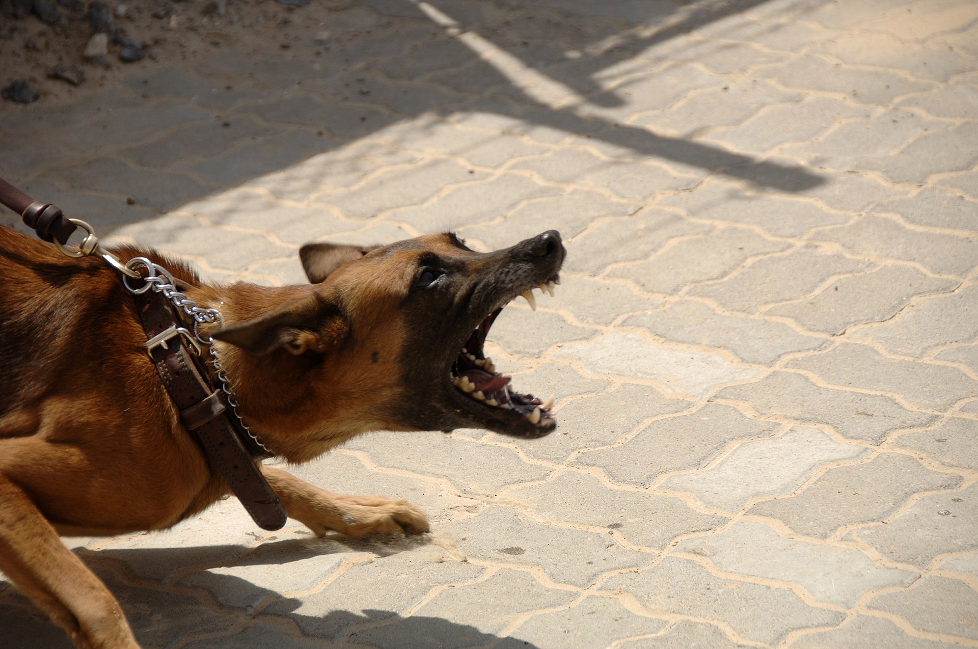 Olbia, cani liberi in piena città: sventata aggressione a cane piccolo
