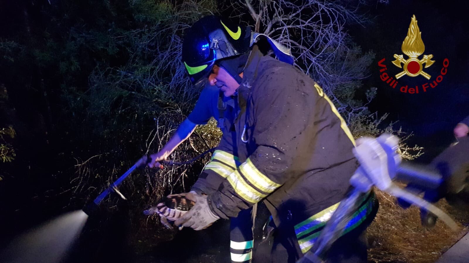 Arzachena, incendio: tartaruga salvata dalle fiamme