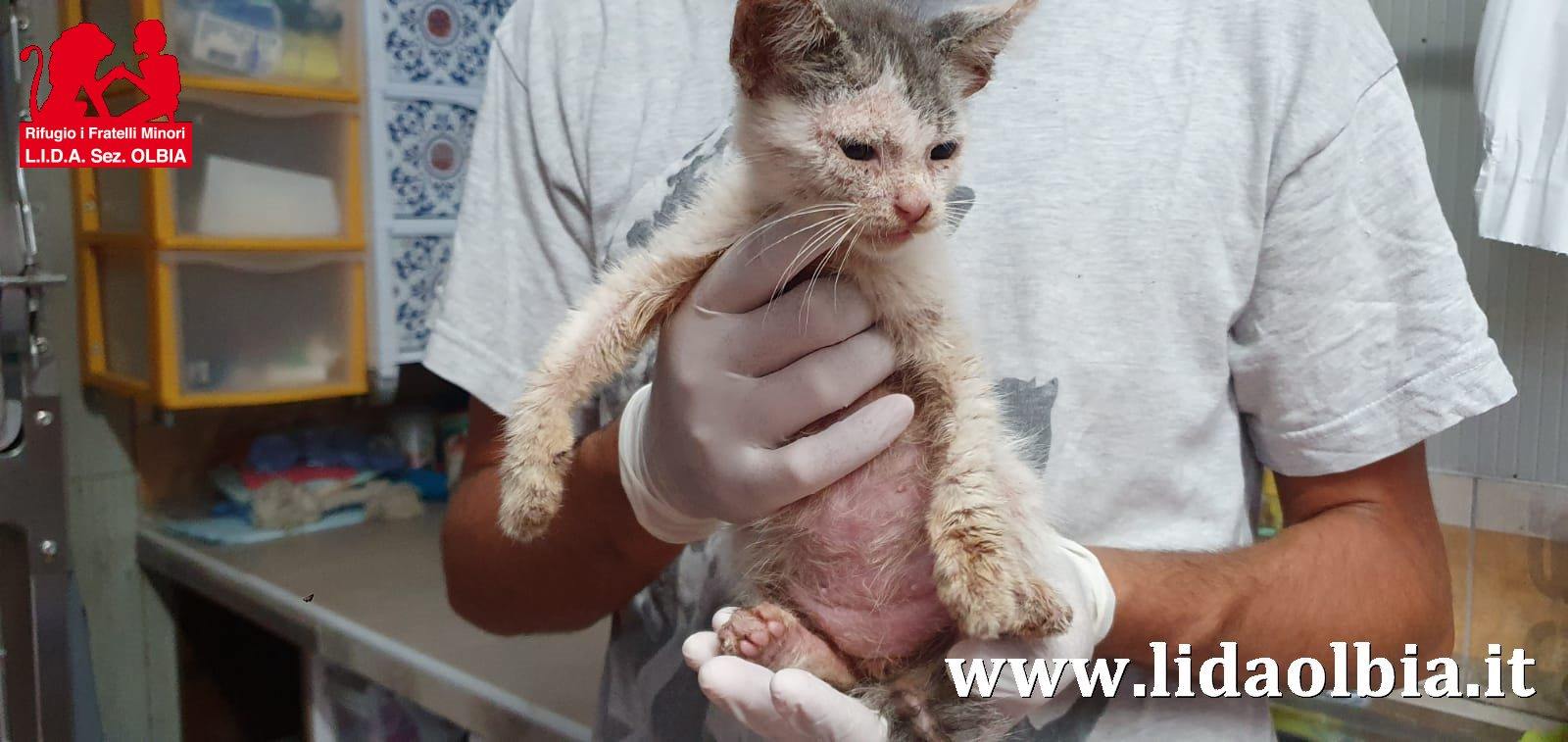Olbia, gattino abbandonato preso di mira: salvato da una bambina