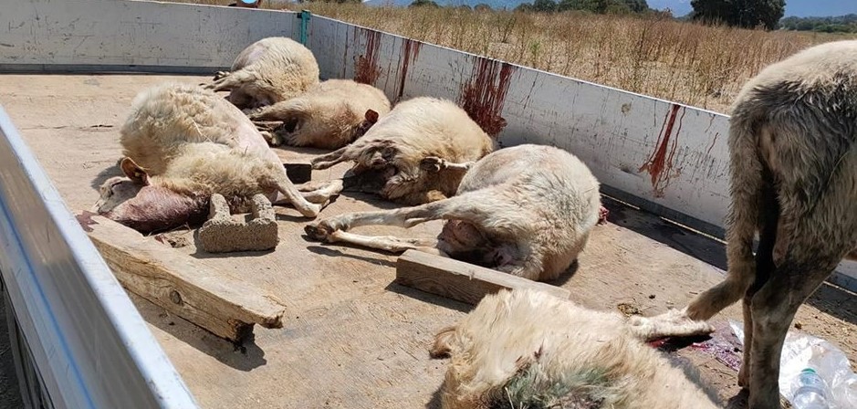 Olbia, pecore assalite e uccise da cani randagi