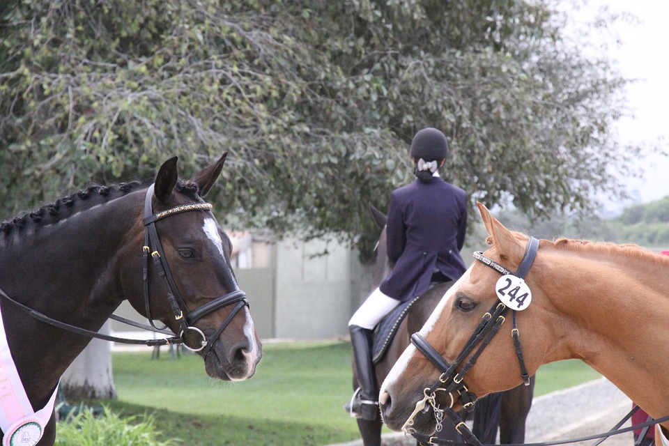 Porto Rotondo, equitazione: successo per il PalaHorse/Hippopark