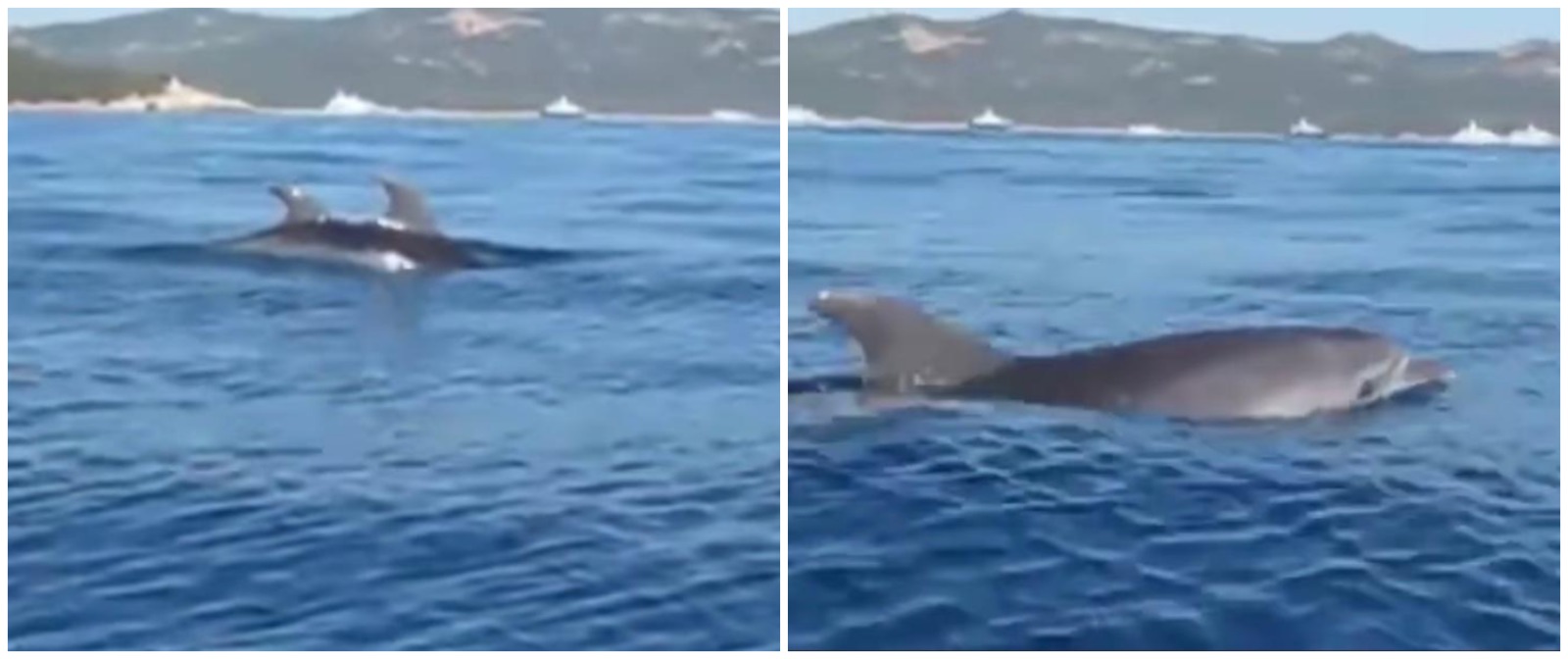 Porto Cervo, spettacolo dei delfini tra gli yacht: ecco il video