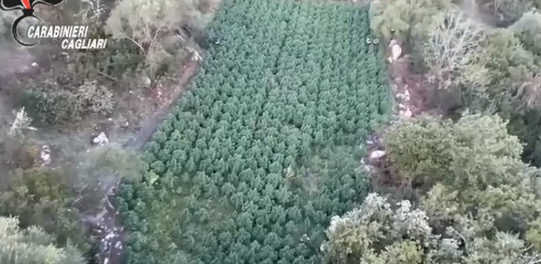 Carabinieri scovano oltre 1200 piante di marijuana
