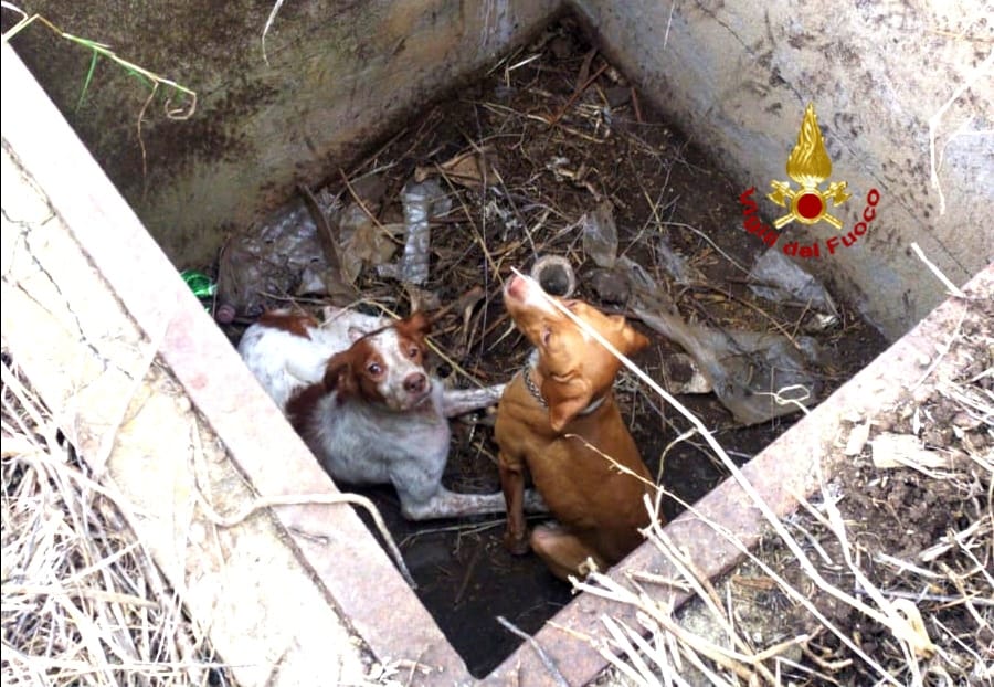 Cani incastrati nel pozzo: incredibile salvataggio
