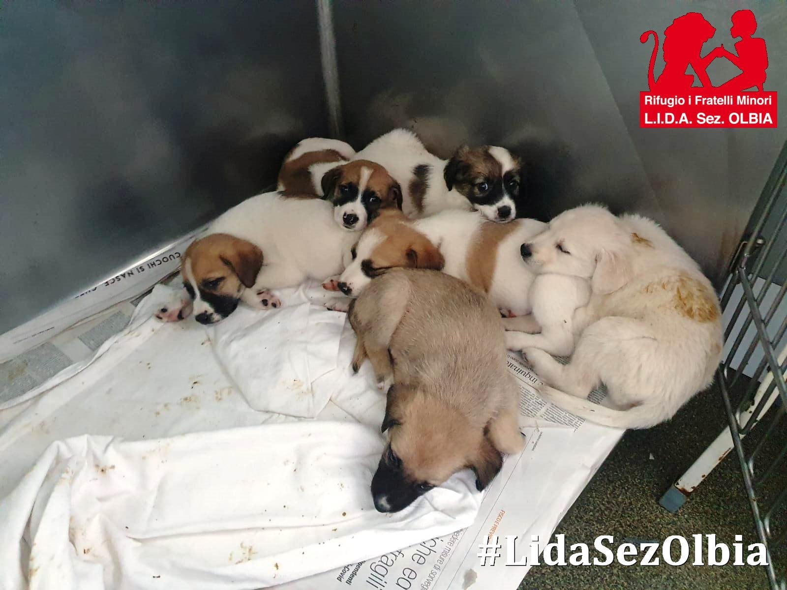 Tra gli ultimi arrivi in casa Lida: 10 cuccioli che chiedono aiuto