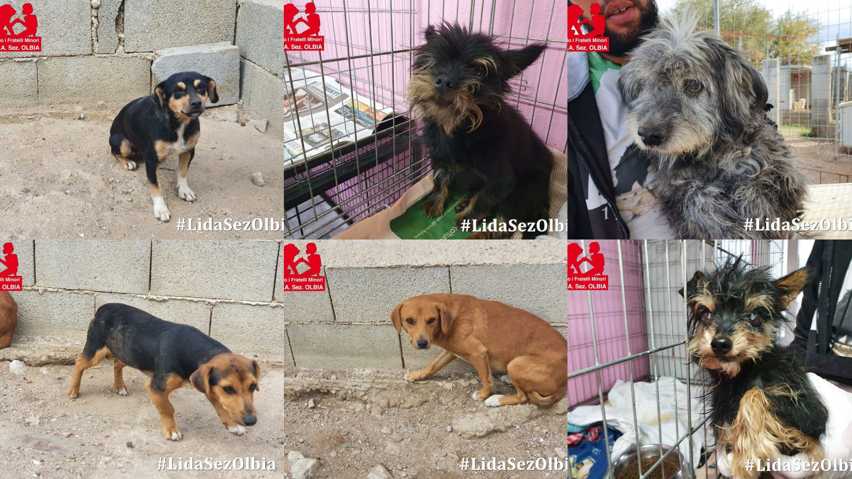 Olbia, 6 cagnolini vittime di maltrattamenti: salvati dalla Lida