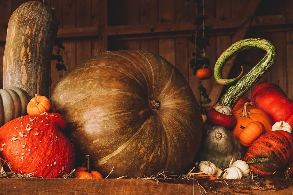 Ricette d'autunno: Coccoi e corcoriga vegani  con zucca