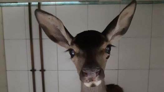 Disastro Montiferru, Lussurzesa: ecco la storia della piccola Bambi sarda