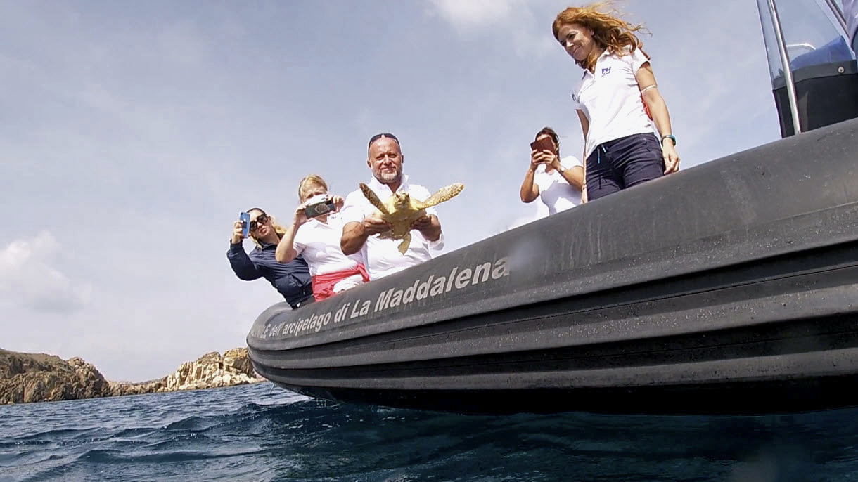 La Maddalena, la tartaruga Twister torna in mare: 
