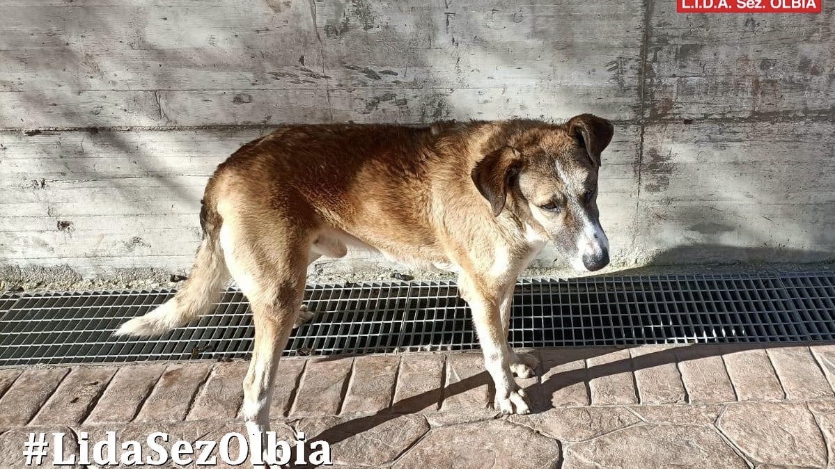 Olbia, ordinanza contro il randagismo: 