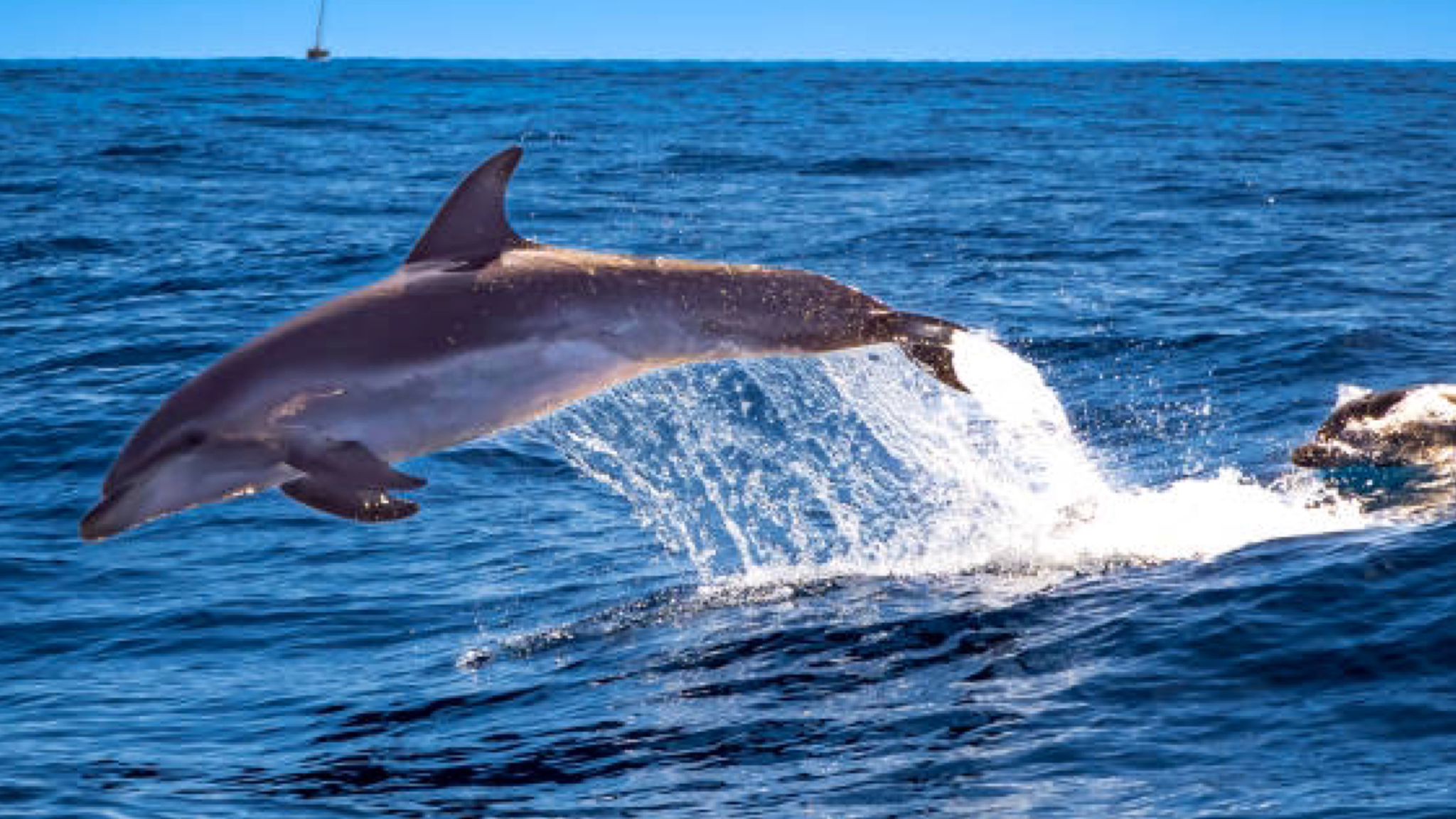 Gallura, arriva il dolphin watching: ecco i rischi