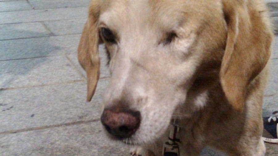 Santa Teresa, l'uccisione del cane Giacomo: il 13 giugno la sentenza