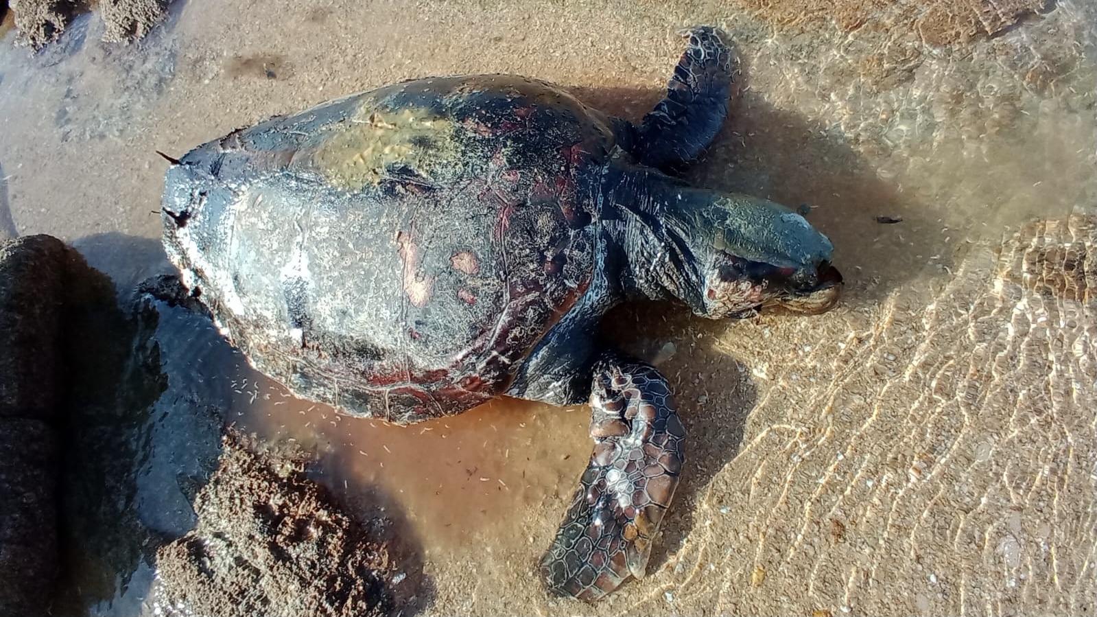 San Teodoro, trovata tartaruga marina senza vita