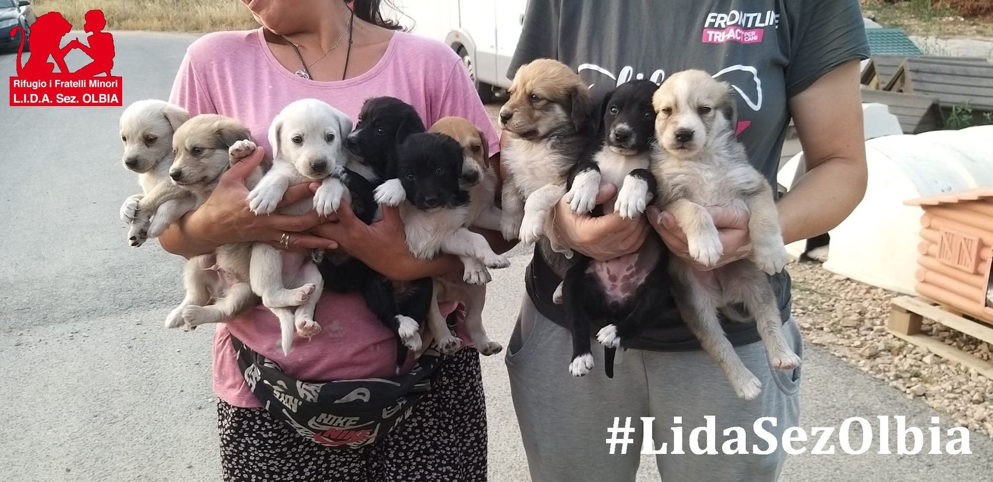 Olbia, 9 cuccioli trovati dentro una casa: nuovi ingressi alla Lida
