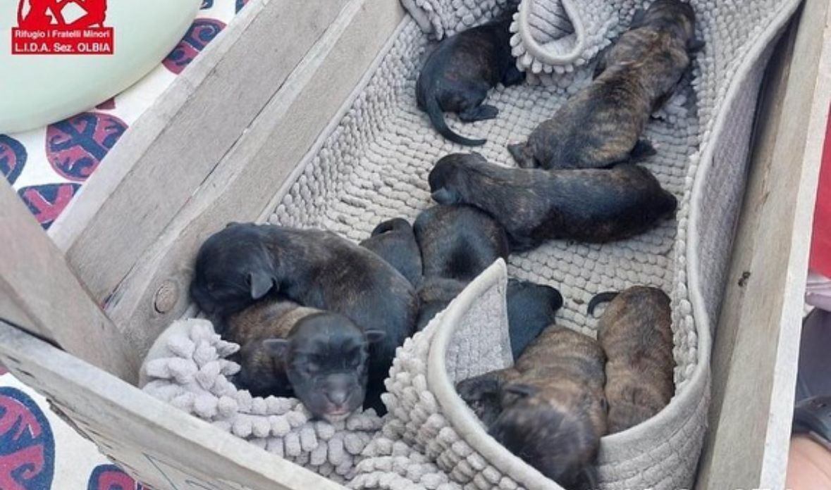 Olbia: 10 cuccioli abbandonati con il cordone ombelicale ancora attaccato