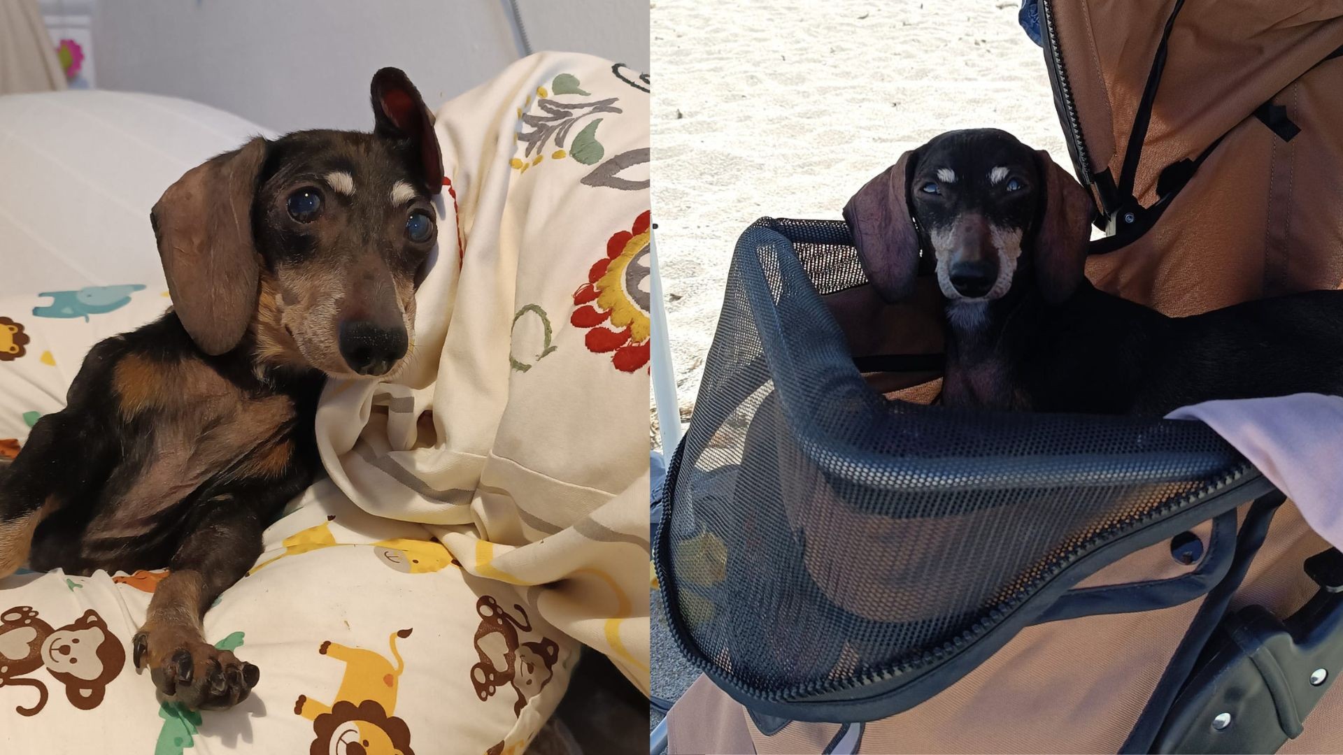 Olbia saluta Thea, la bassotta che guardava il mondo dal passeggino