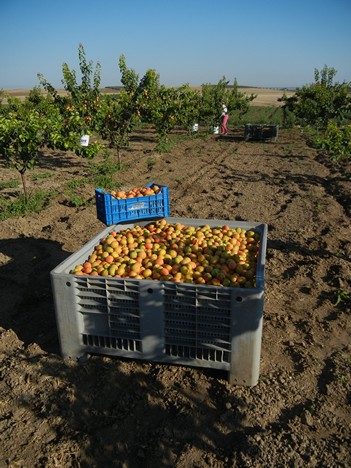 Dalla raccolta alla distribuzione: come cambia la logistica dell'ortofrutta