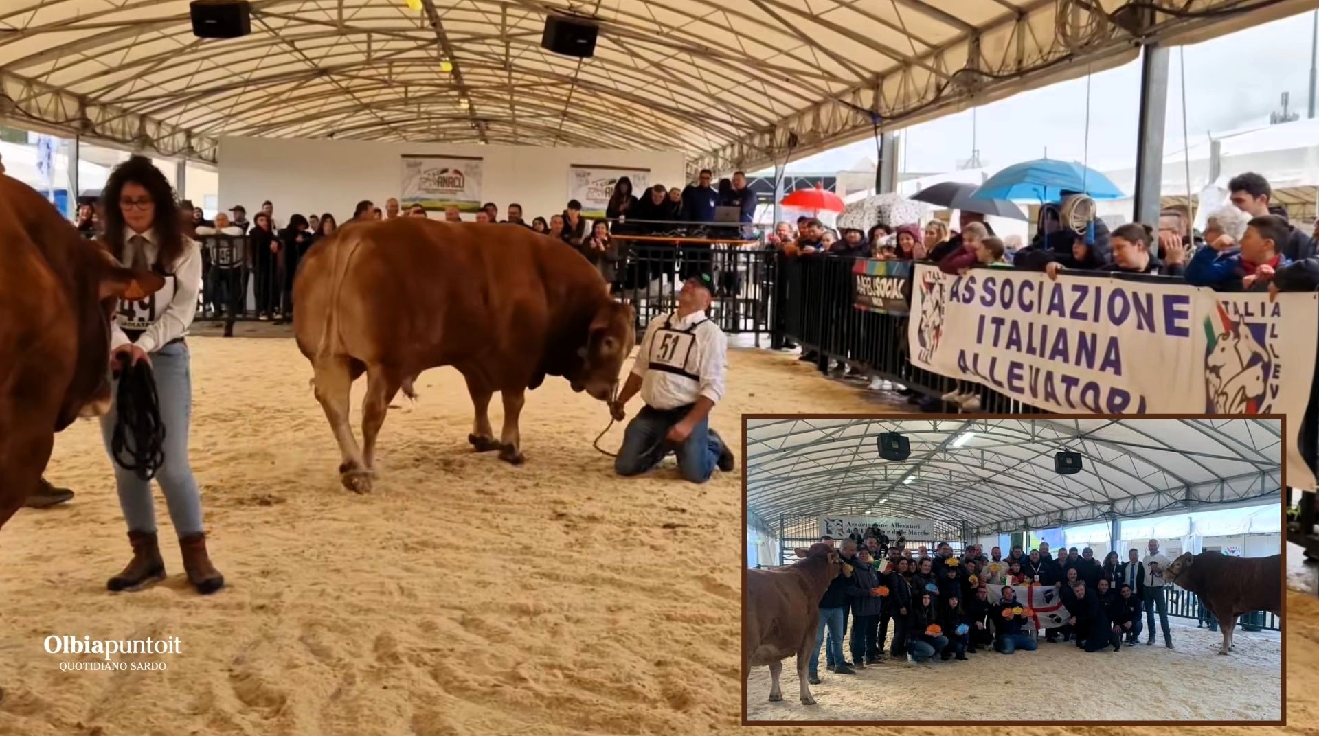 Bovini di razza: pioggia di premi per Olbia e Gallura all'Agriumbria 2025