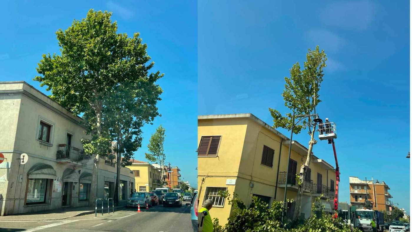 Olbia, la città che odia gli alberi: quando la gestione del verde è opinabile
