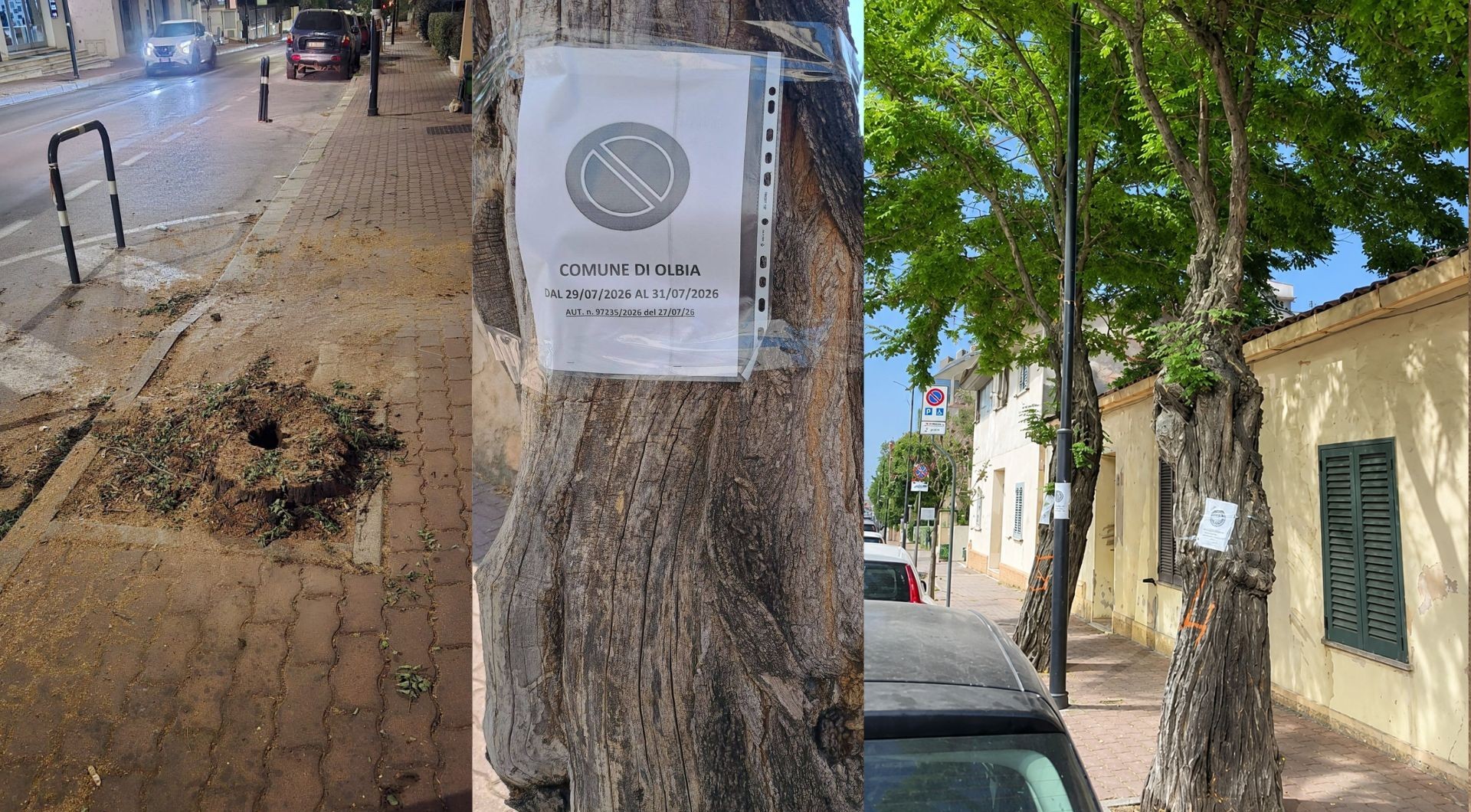 Olbia perde un altro viale d'ombra: in Corso Vittorio Veneto si abbattono alberi