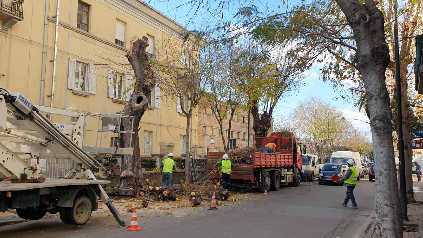 Olbia, abbattute due grosse betulle in Corso Vittorio Veneto