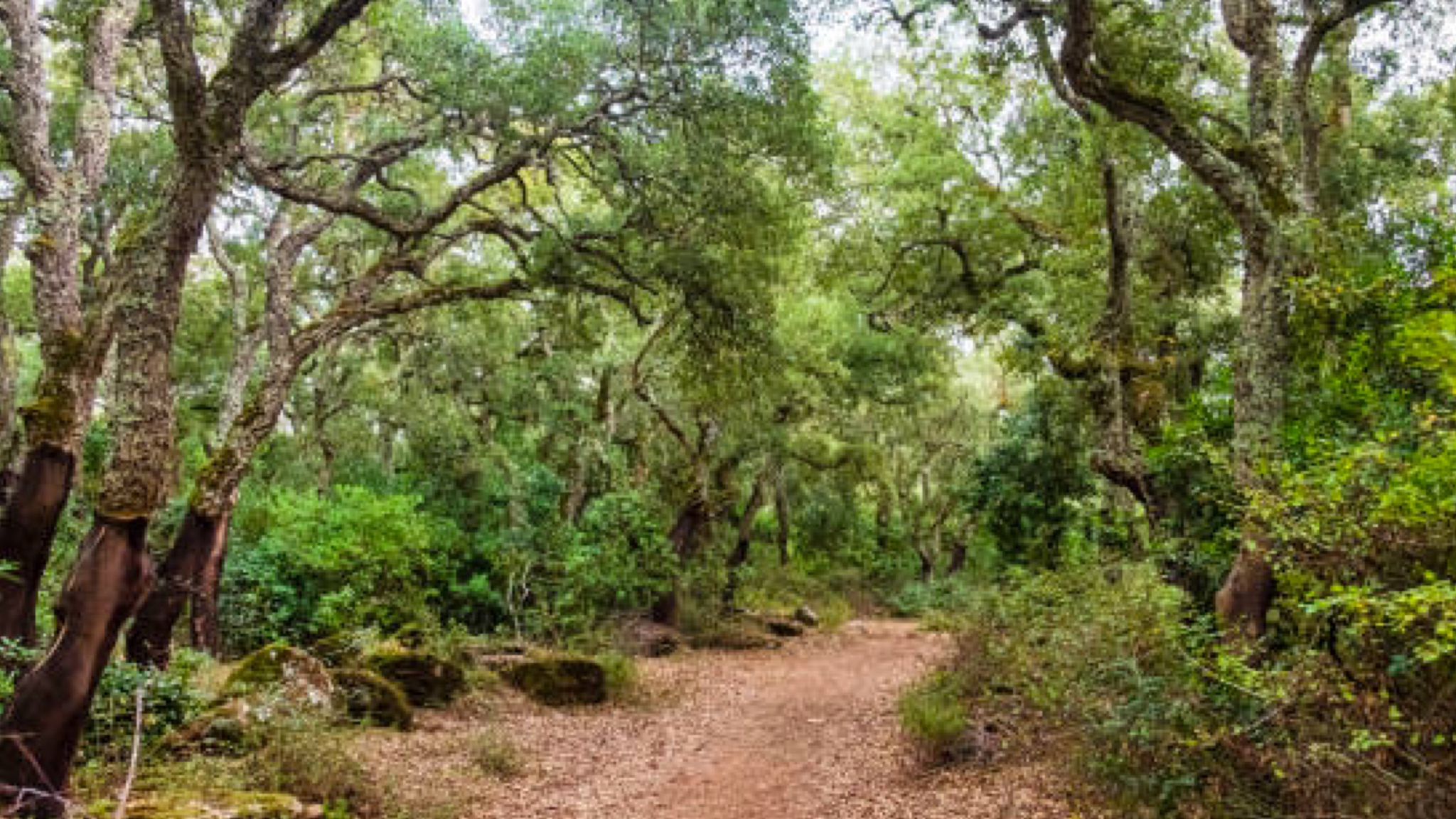 Acqua Smeraldina pianterà 859 alberi in Sardegna