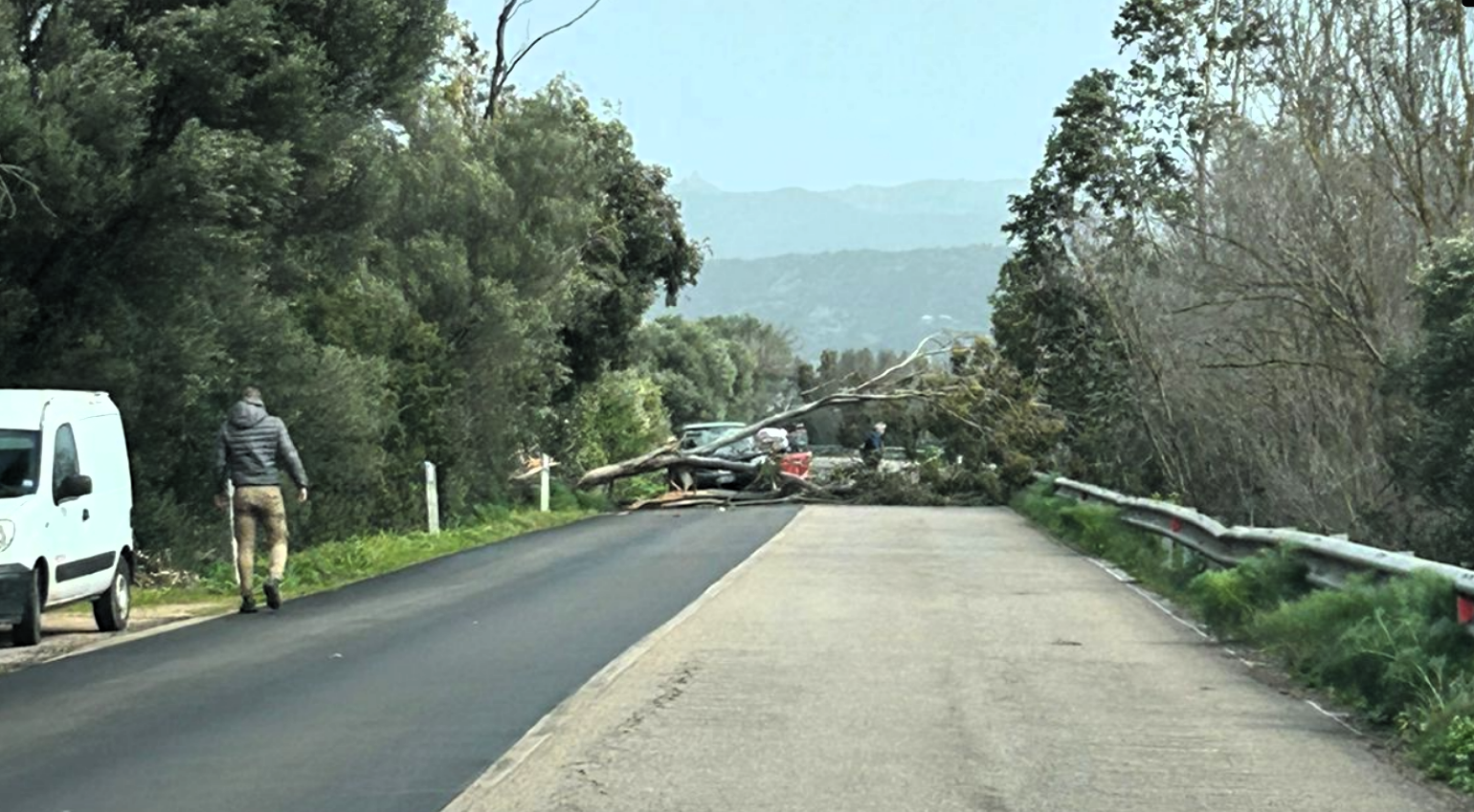 Arzachena, grande spavento sulla SP13: eucalipto cade su un’auto, nessun ferito